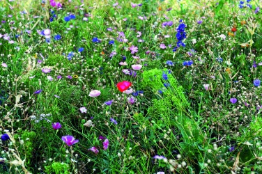 Logotrade promotional item picture of: Flowers mix seeds in envelope