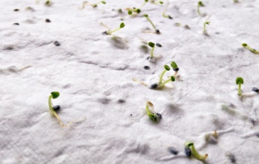 Logo trade promotional products picture of: A5 wildflower seed paper sheet