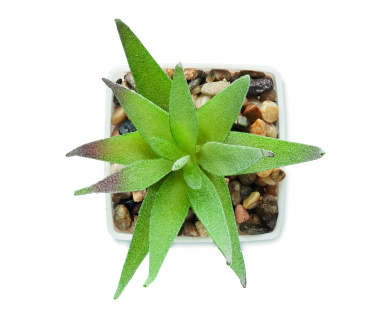 Logo trade promotional gifts picture of: Mini artificial plant